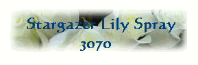  Stargazer Lily Spray
3070 