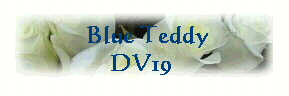  Blue Teddy
DV19 