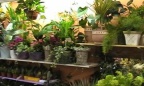 Selection of Plants in our shop (DV28)